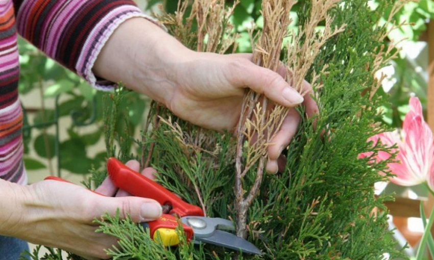 Санітарна обрізка туї