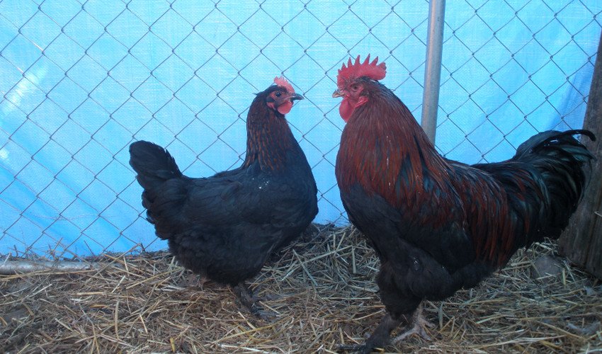 Кури Мараны Кури Мараны