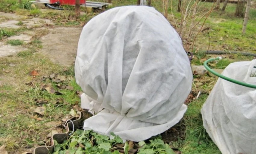 Укриття туї на зиму