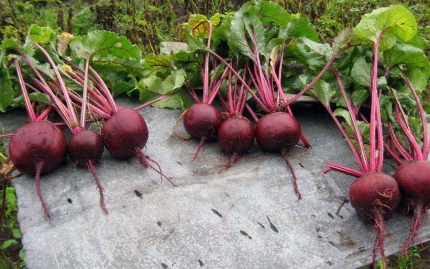 Буряк сорту Мулатка