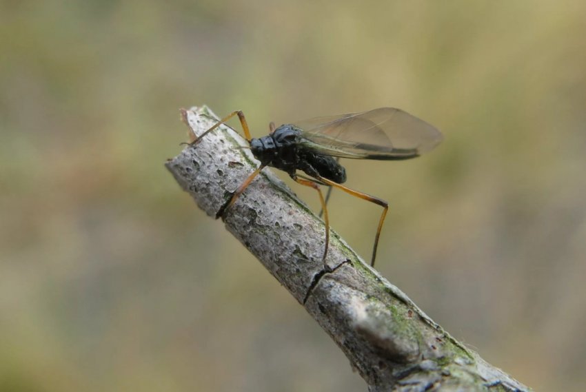 Ситхинская ялинова попелиця Ситхинская ялинова попелиця