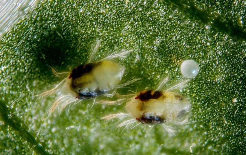 Павутинний кліщ на ялині Павутинний кліщ на ялині