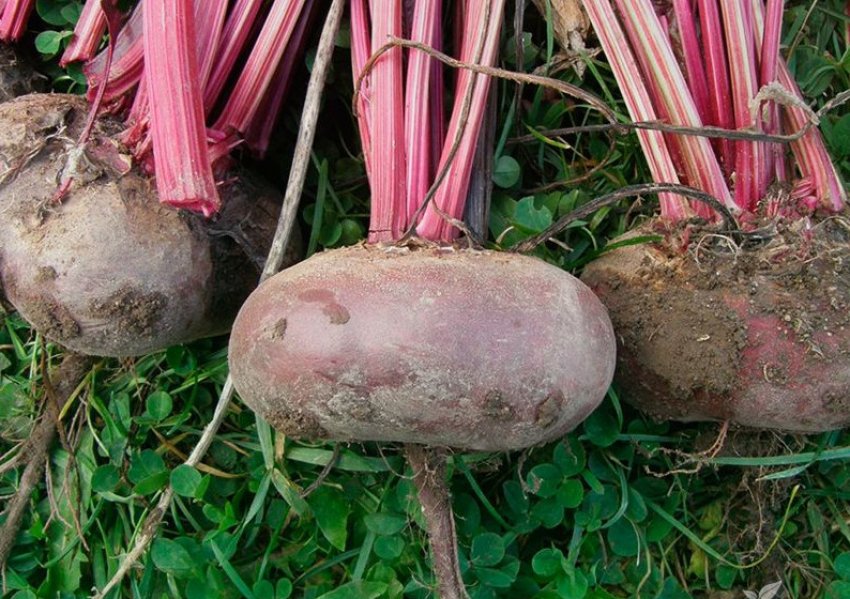 Буряк сорту Єгипетська плоска