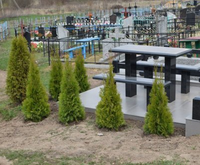 Вибір, посадка і догляд за туями на кладовищі