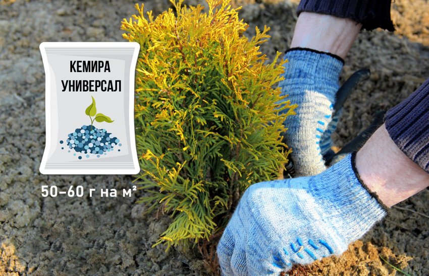 Підживлення туї