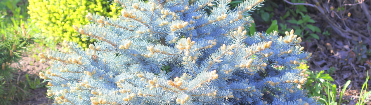 Опис і посадка сортів їли Глаука і догляд за ними