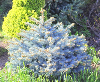 Опис і посадка сортів їли Глаука і догляд за ними