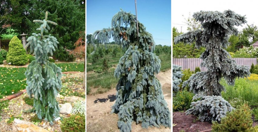 Ялина Глаука Пендула Ялина Глаука Пендула