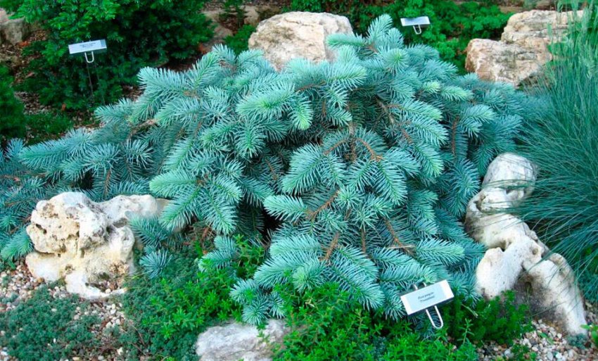 Ялина Глаука Прокумбенс Ялина Глаука Прокумбенс