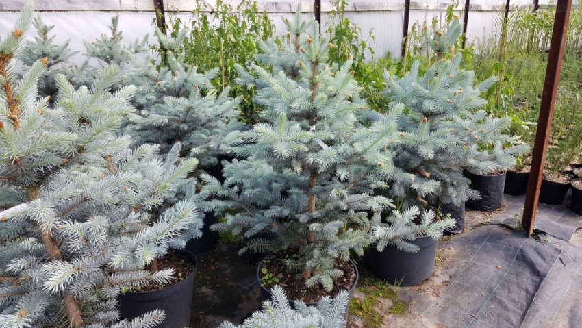 Ялина Місті Блю Ялина Місті Блю