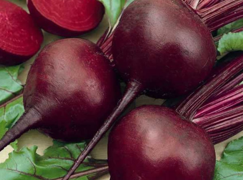 Буряк сорти Браво