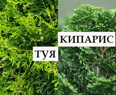 Як відрізнити тую від кипариса