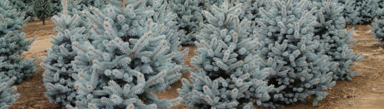 Ялина колюча Блю Маунтін