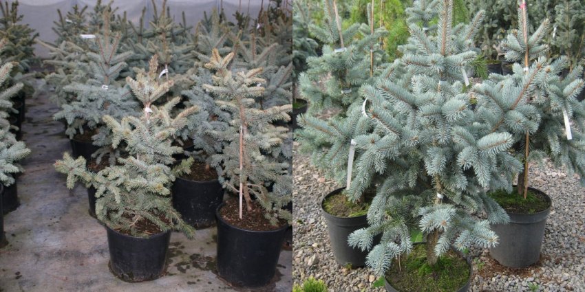 Саджанці ялини Блю Маунтін