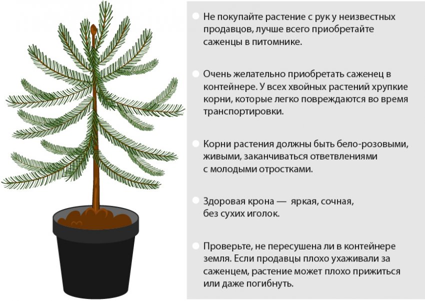 Як вибрати саджанець ялинки
