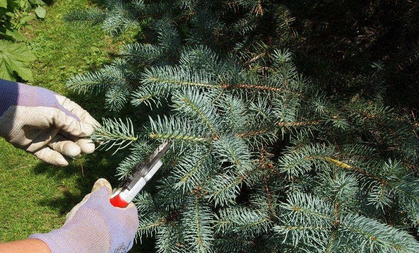 Обрізка блакитний їли