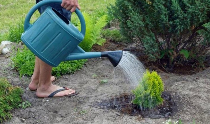 Полив туї Полив туї