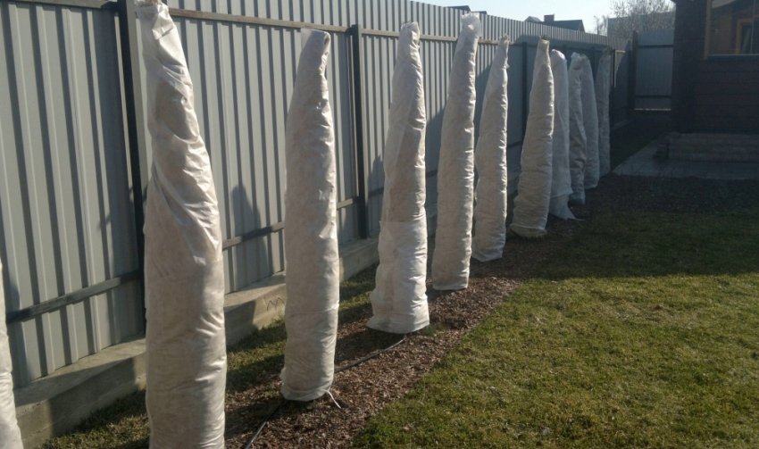 Укриття туй на зиму Укриття туй на зиму