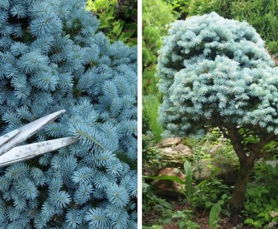 Коли і для чого потрібна стрижка їли