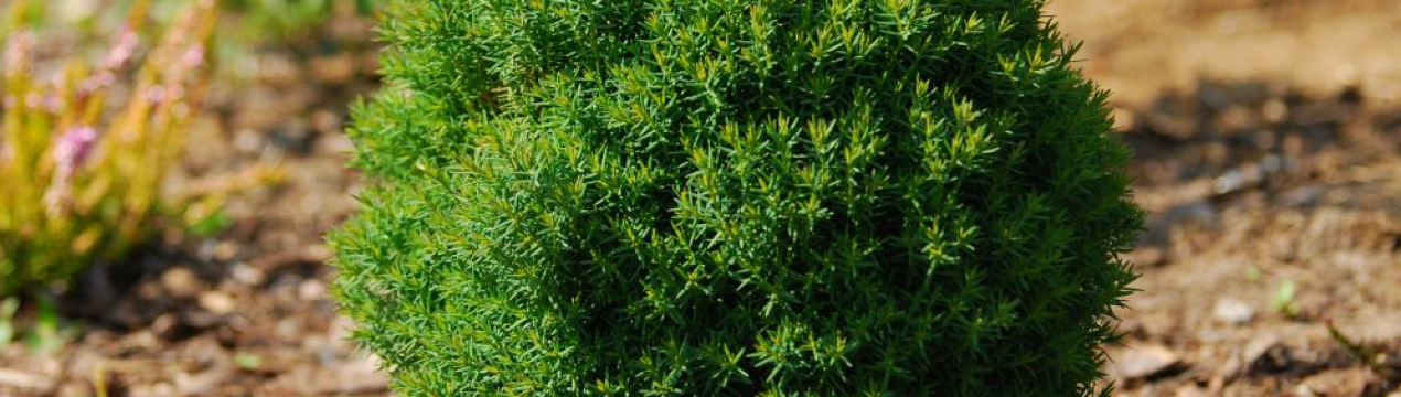 Застосування, посадка і догляд за західною туями Тедді