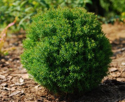 Застосування, посадка і догляд за західною туями Тедді