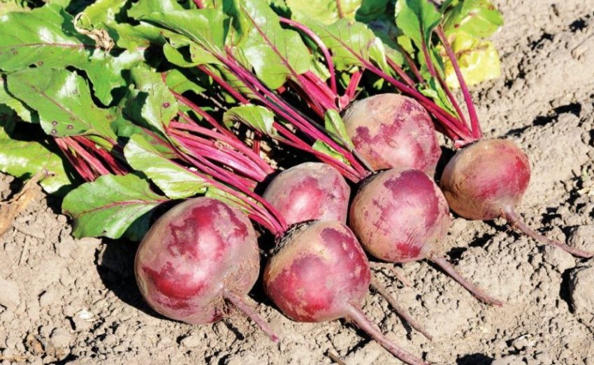 Збір врожаю буряку