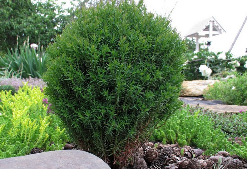 Туя Тедді в ландшафтному дизайні Туя Тедді в ландшафтному дизайні