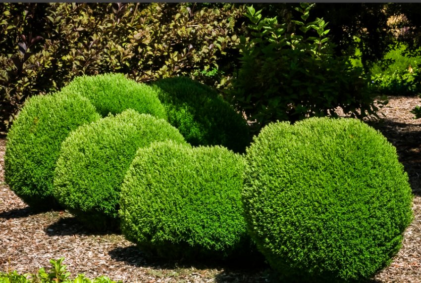 Туя Тедді в ландшафтному дизайні Туя Тедді в ландшафтному дизайні