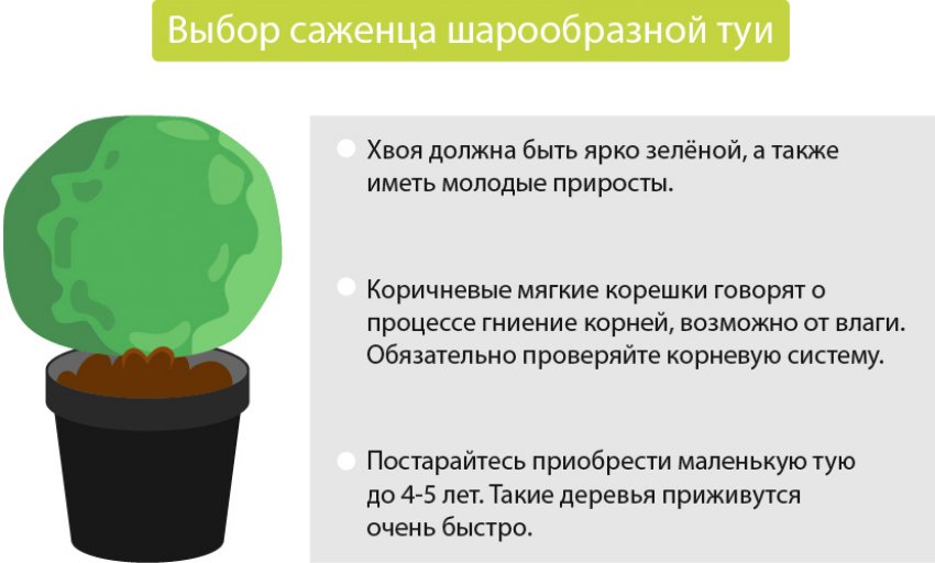 Вибір саджанця кулястої туї Вибір саджанця кулястої туї