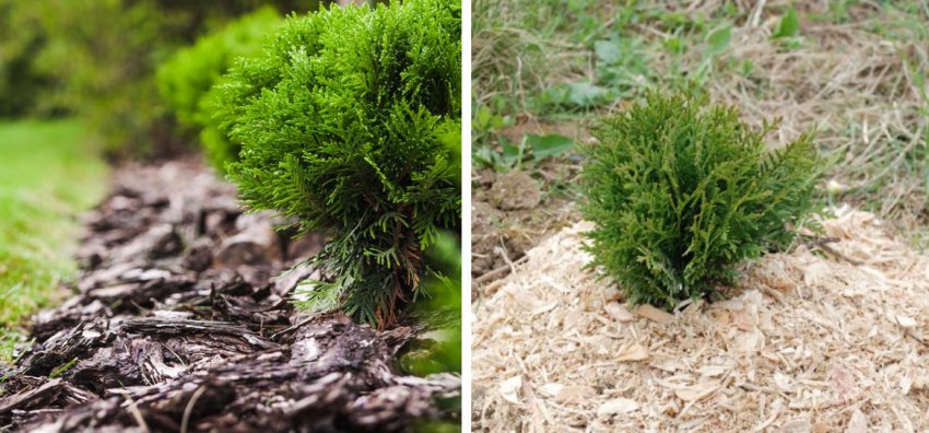Мульчування туї Мульчування туї