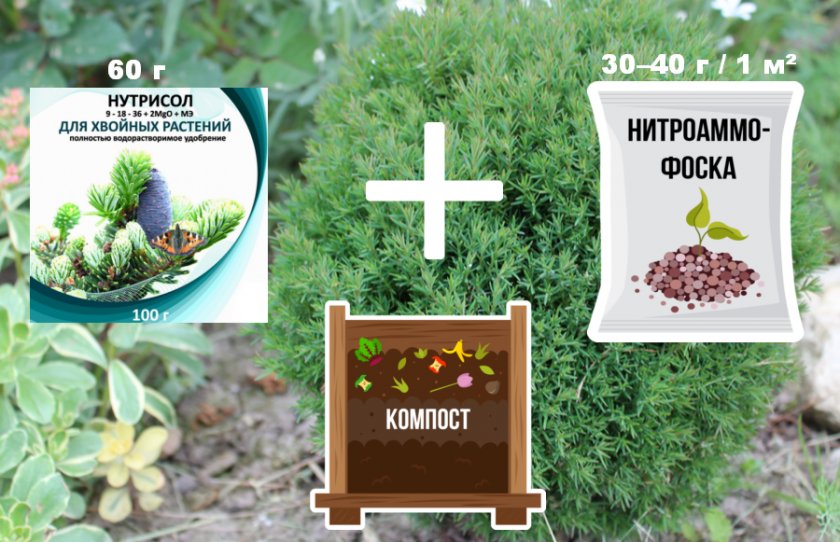 Подкормка для туи Подкормка для туи