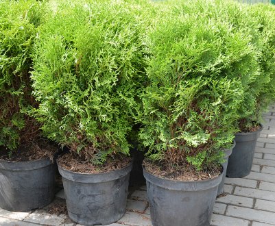 Західна туя Літл Гиант