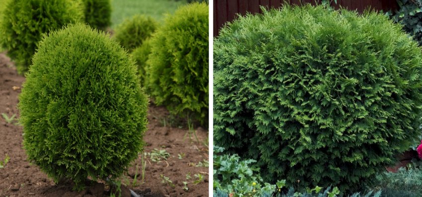 Туя Літл Гиант