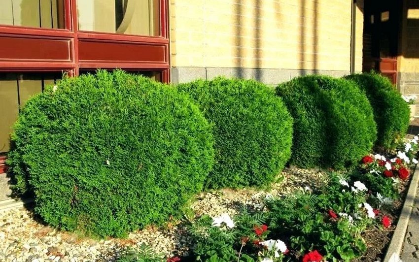 Туя Літл Гиант в ландшафтному дизайні