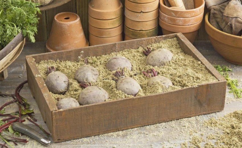 Зберігання буряків на балконі