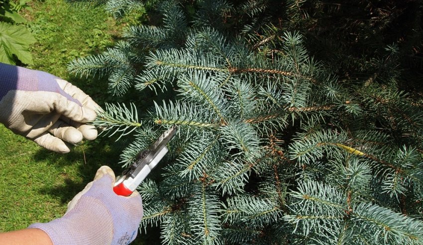 Обрізка їли