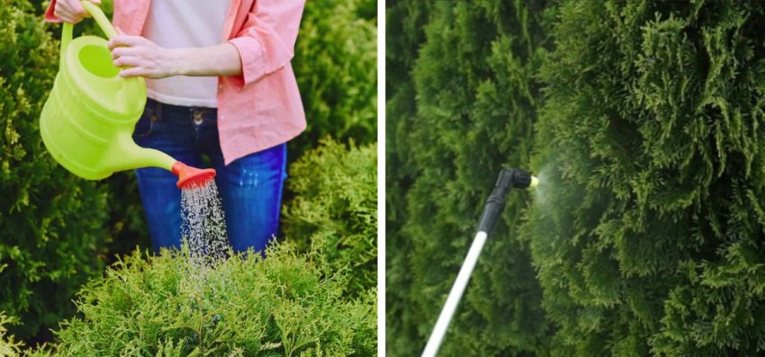 Полив і дощування туї