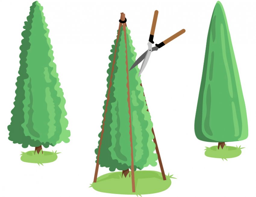 Декоративна обрізка туї