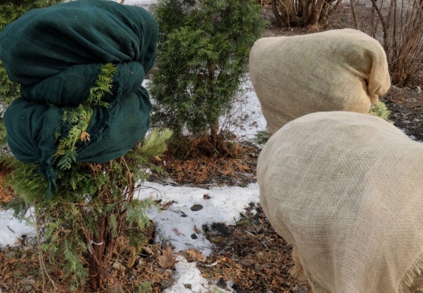 Укриття туї на зиму