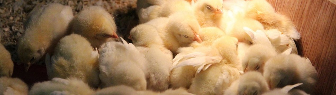 Франція і Німеччина хочуть припинити масове вбивство курчат чоловічої статі