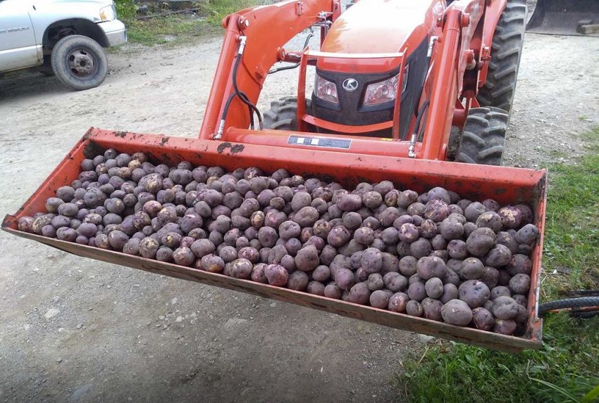 Картопля для діабетиків вивели в США Картопля для діабетиків вивели в США