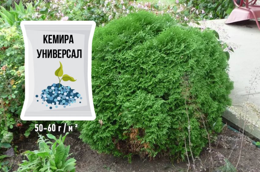 Підживлення туї