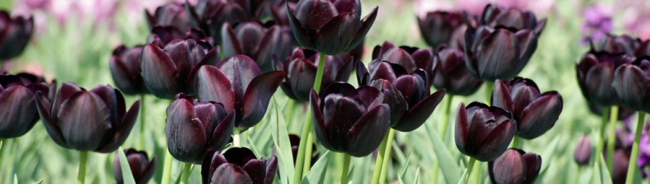 Незвичайний тюльпан сорти Чорний принц з темним квіткою