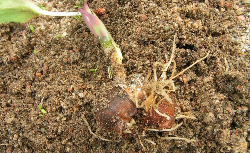 Тифулез тюльпана