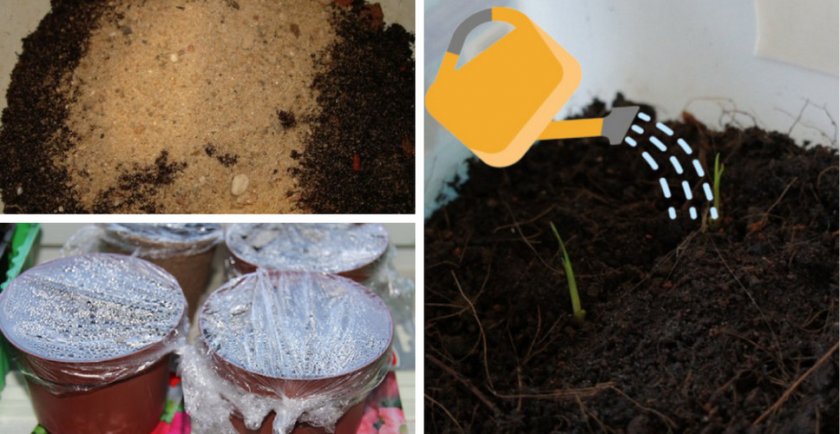 Как выращивать ирис из семян в домашних условиях?