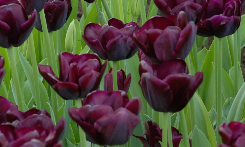 Тюльпан Black Jack Тюльпан Black Jack