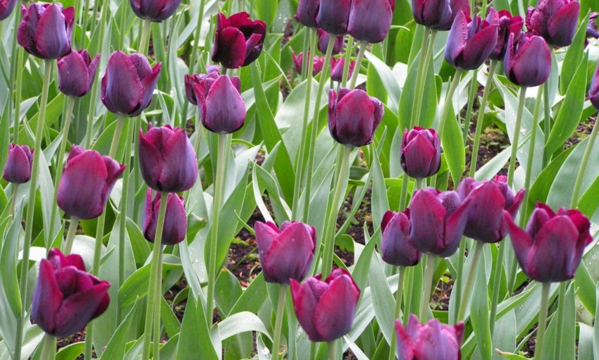 Тюльпани Ronaldo Тюльпани Ronaldo