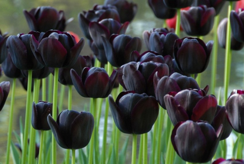 Тюльпани Queen of Night Тюльпани Queen of Night