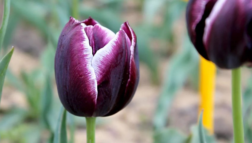 Тюльпан Black and White Тюльпан Black and White