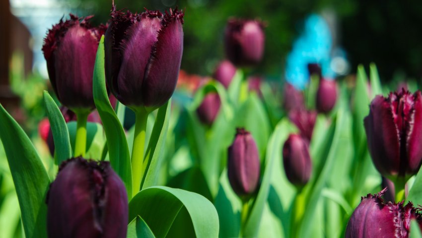 Тюльпани Cuban Night Тюльпани Cuban Night